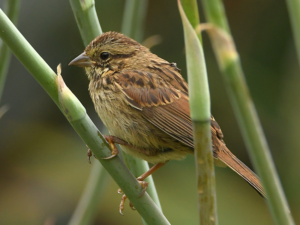 Sparrow2.jpg