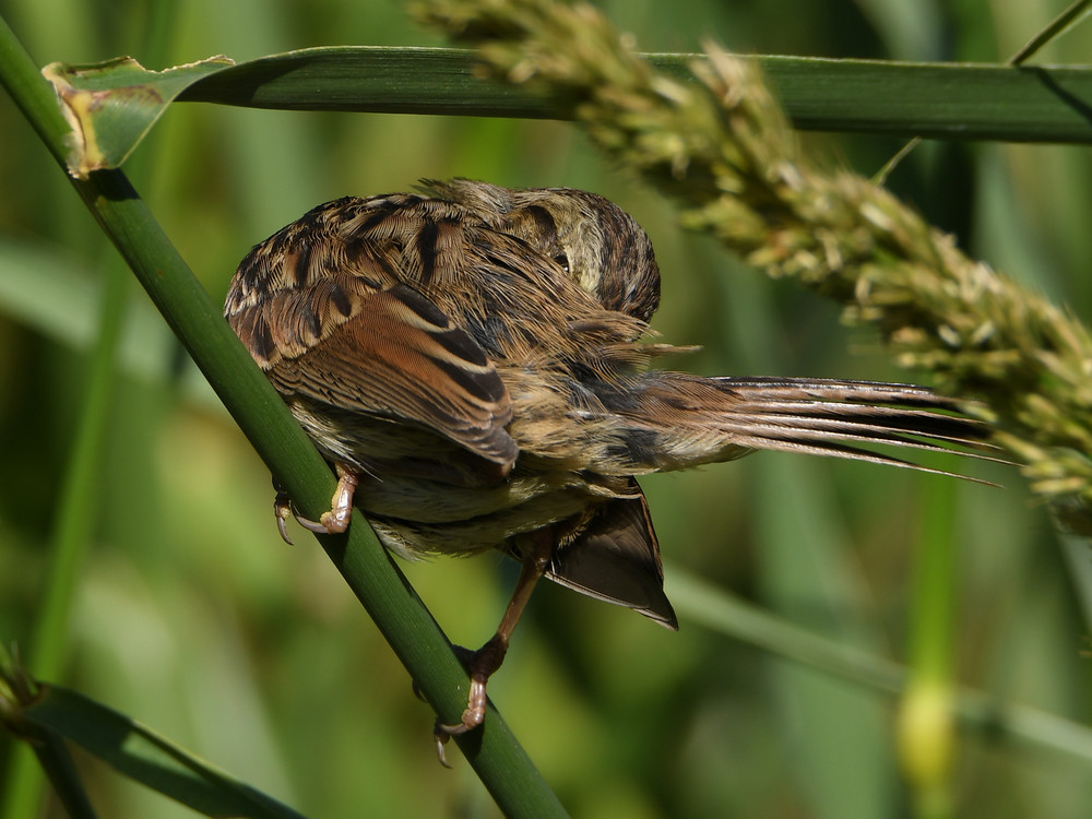 Sparrow2.jpg