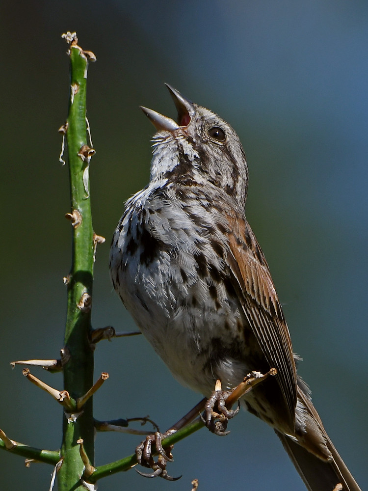 Sparrow2.jpg