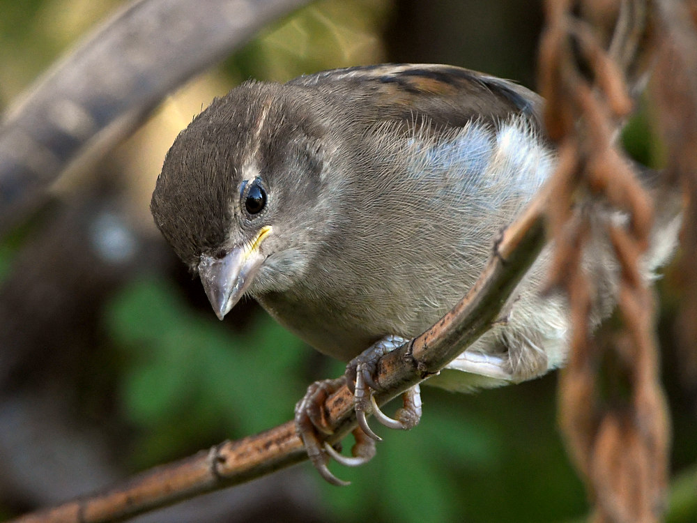 Sparrow2.jpg