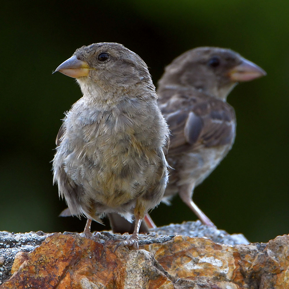 Sparrow2.jpg