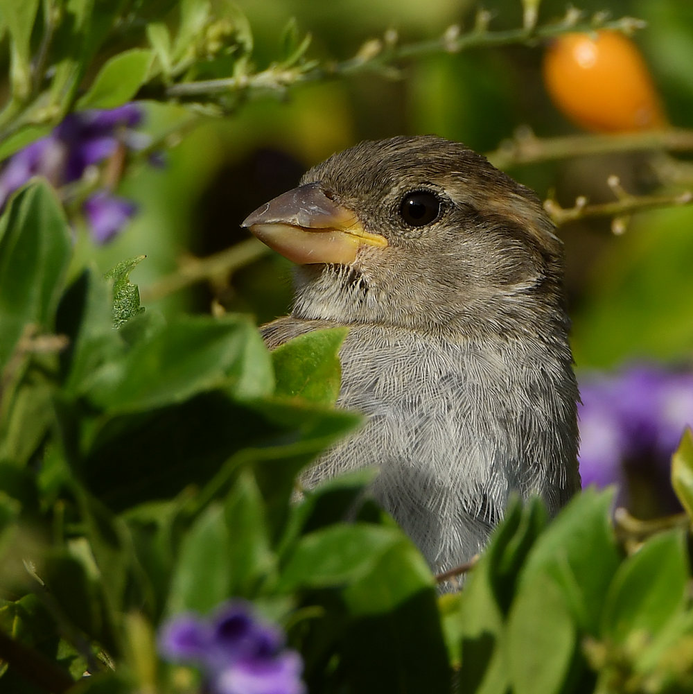 Sparrow2.jpg