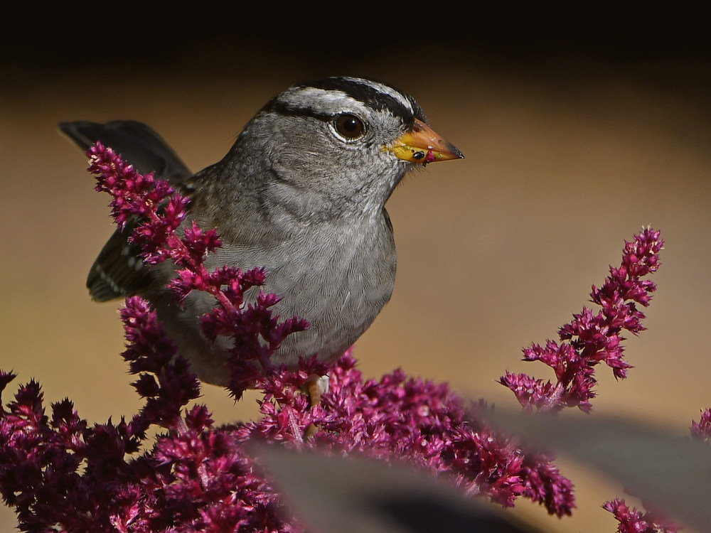 Sparrow2.jpg