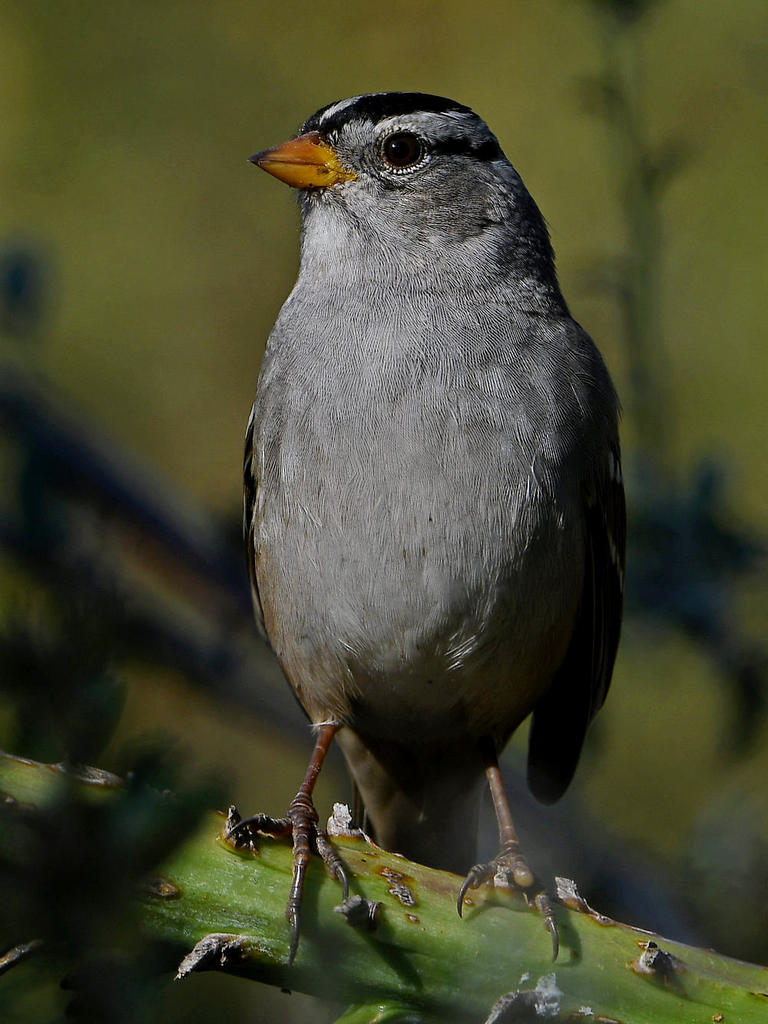 Sparrow2.jpg