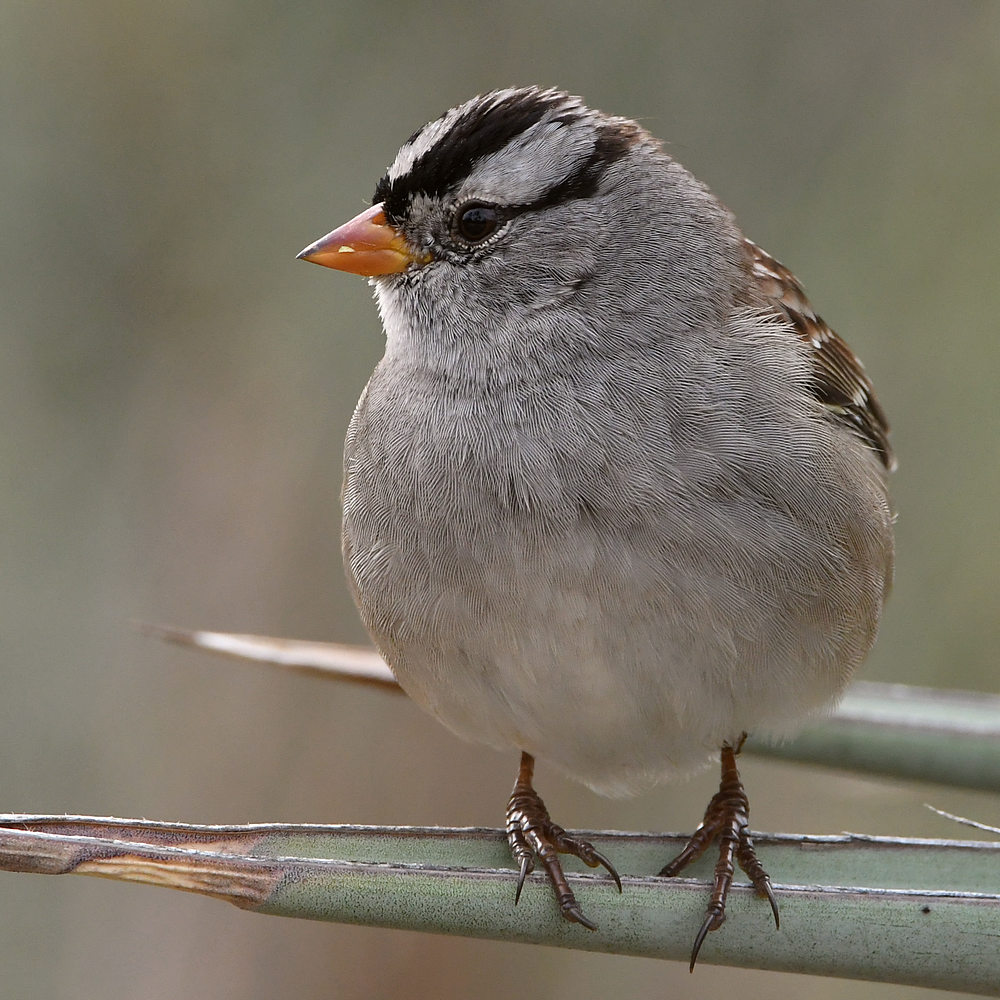 Sparrow2.jpg