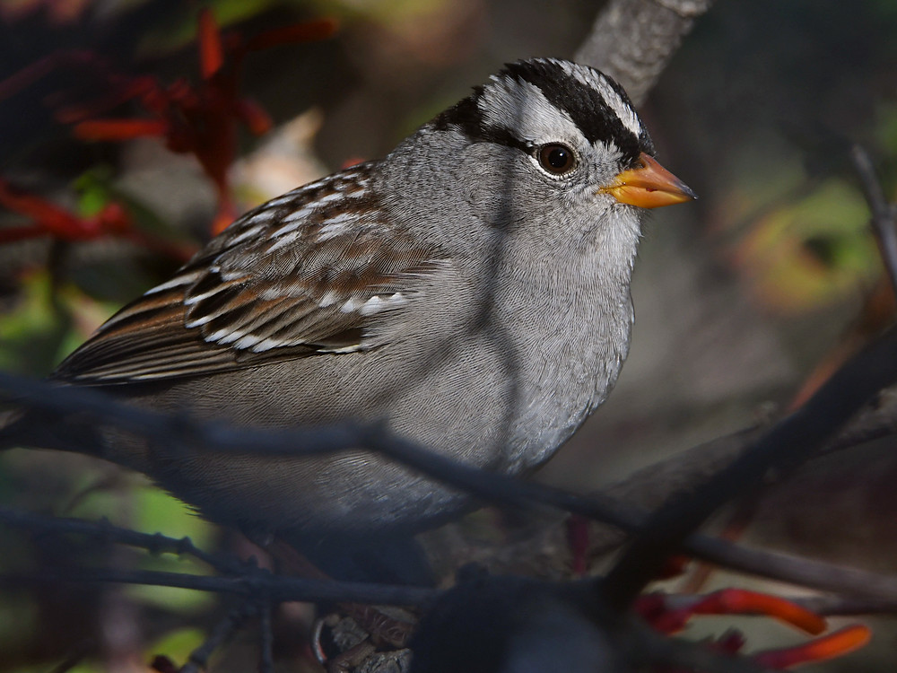 Sparrow2.jpg