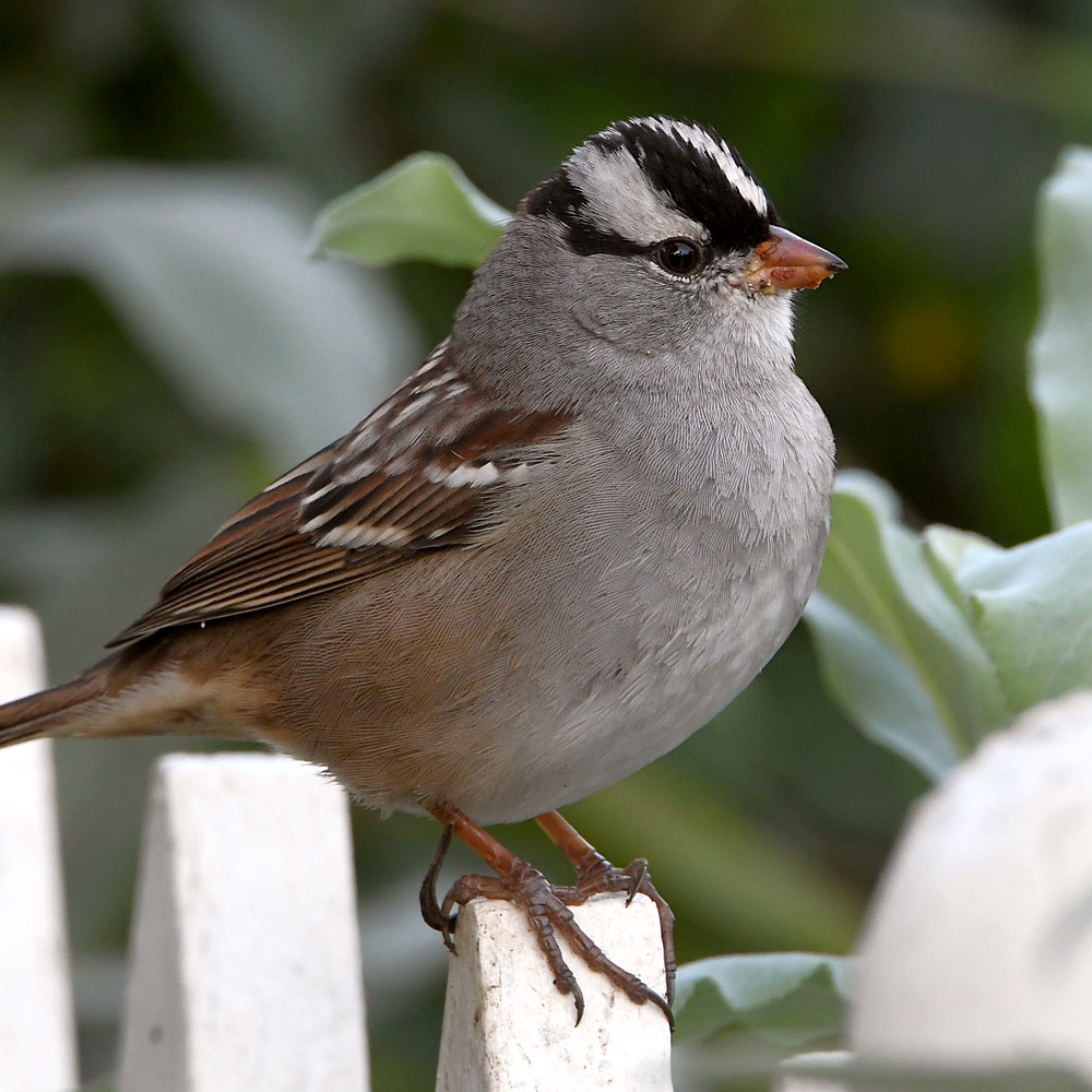 Sparrow2.jpg