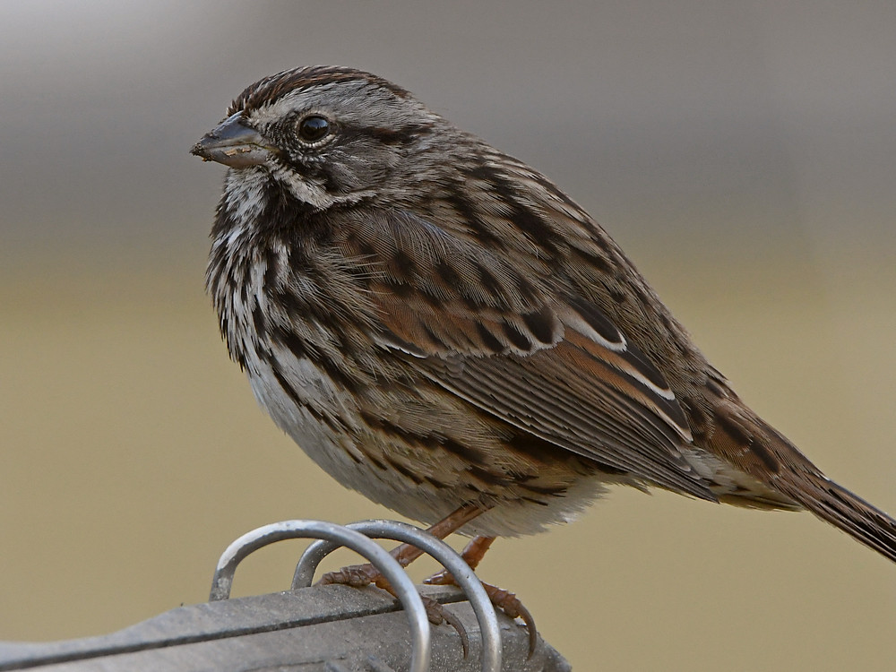 Sparrow2.jpg