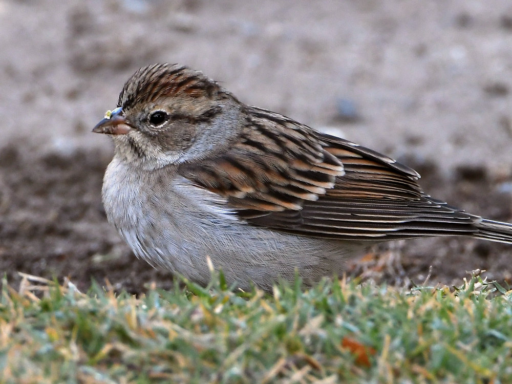 Sparrow2.jpg