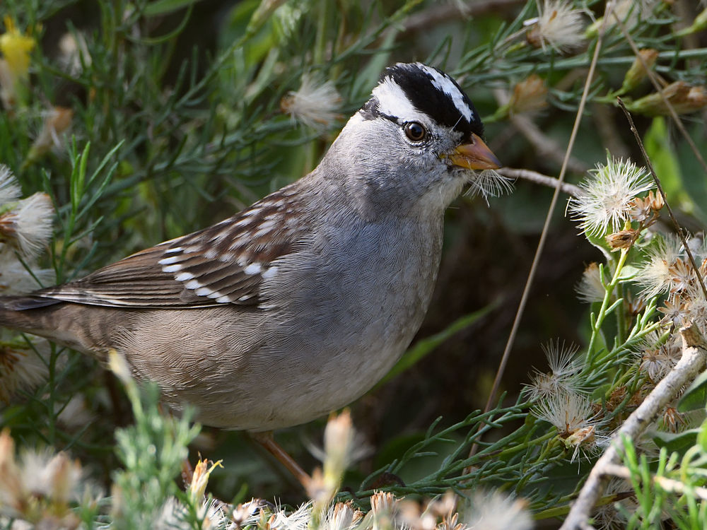 Sparrow2.jpg
