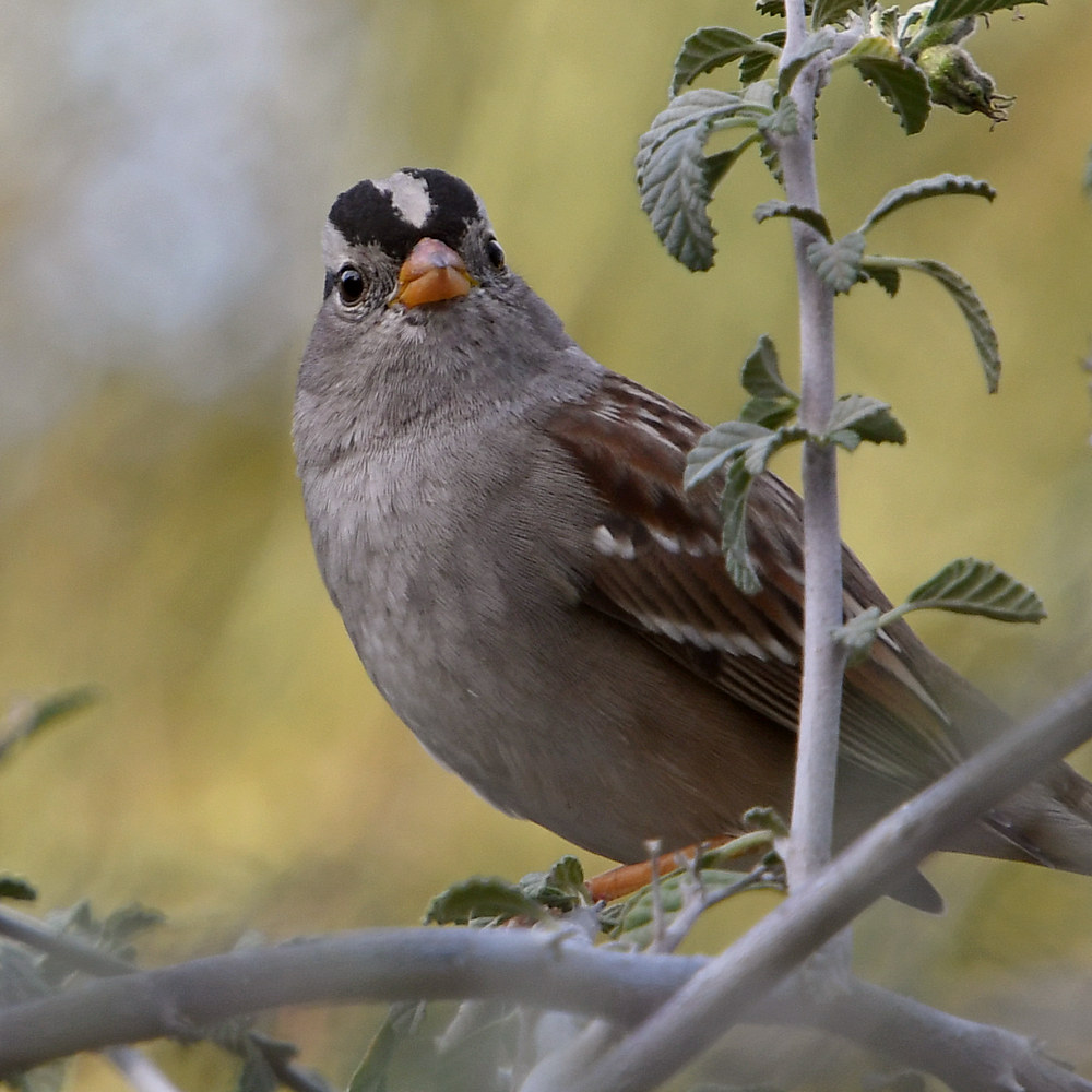Sparrow2.jpg