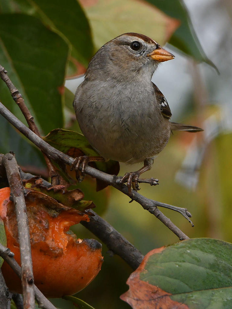 Sparrow2.jpg
