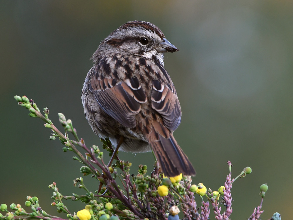 Sparrow2.jpg