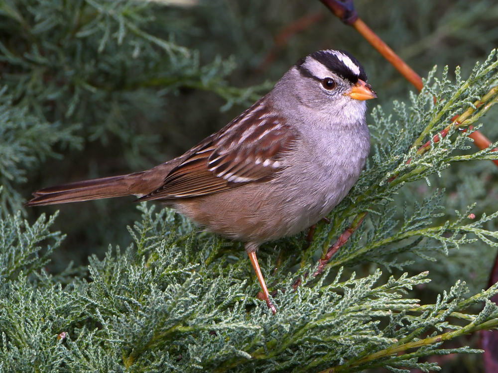 Sparrow2.jpg