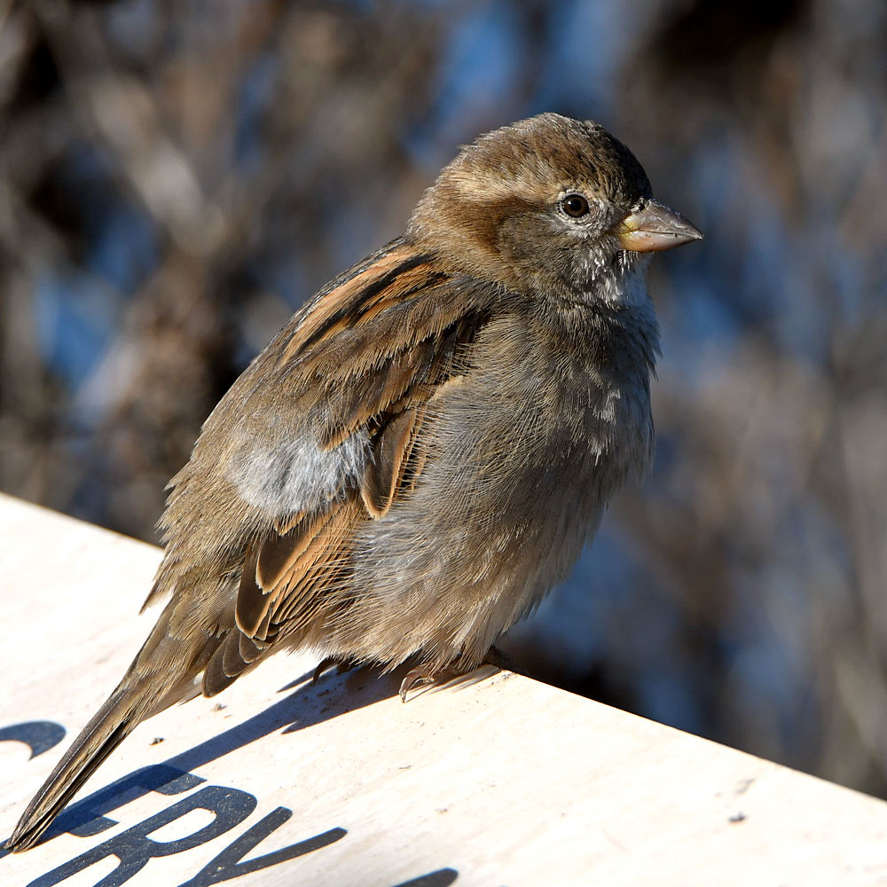 Sparrow2.jpg