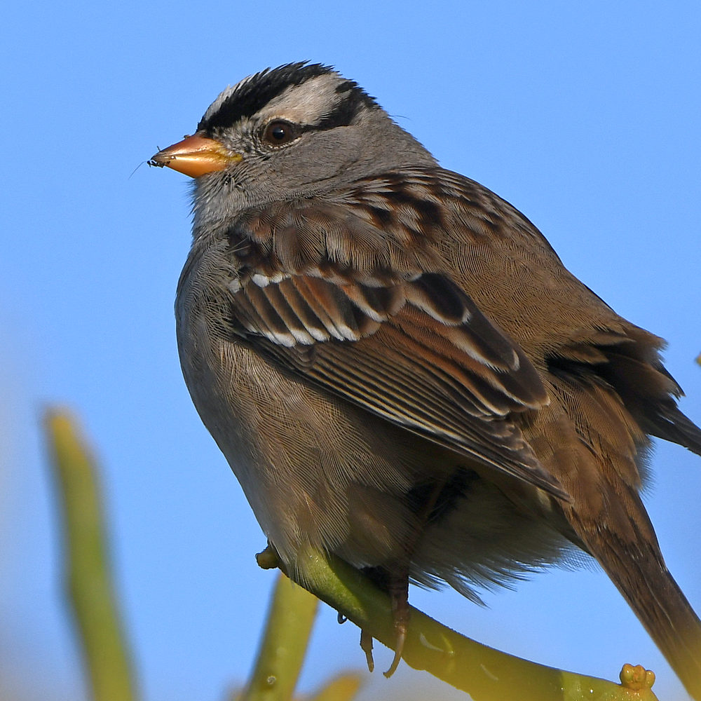 Sparrow2.jpg