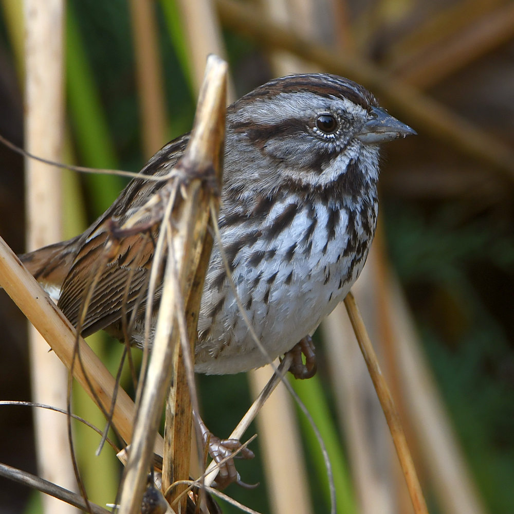 Sparrow2.jpg