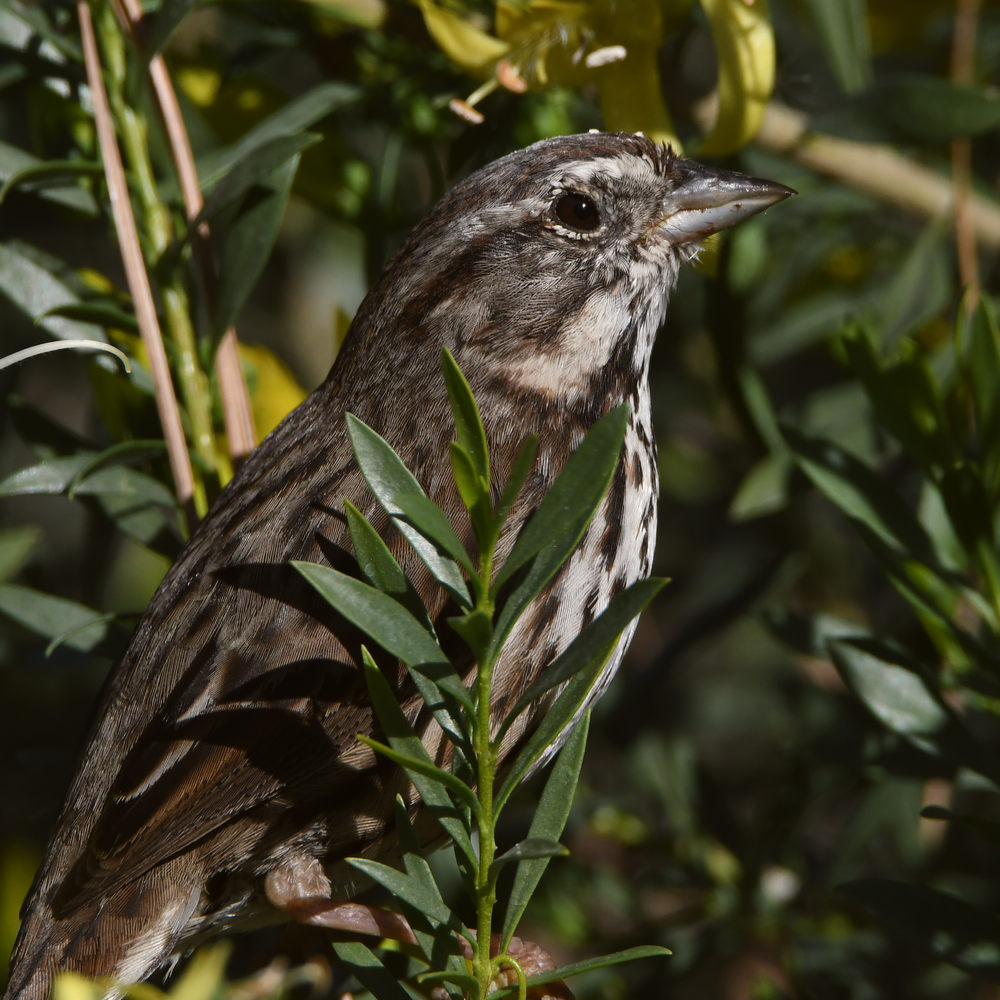 Sparrow2.jpg