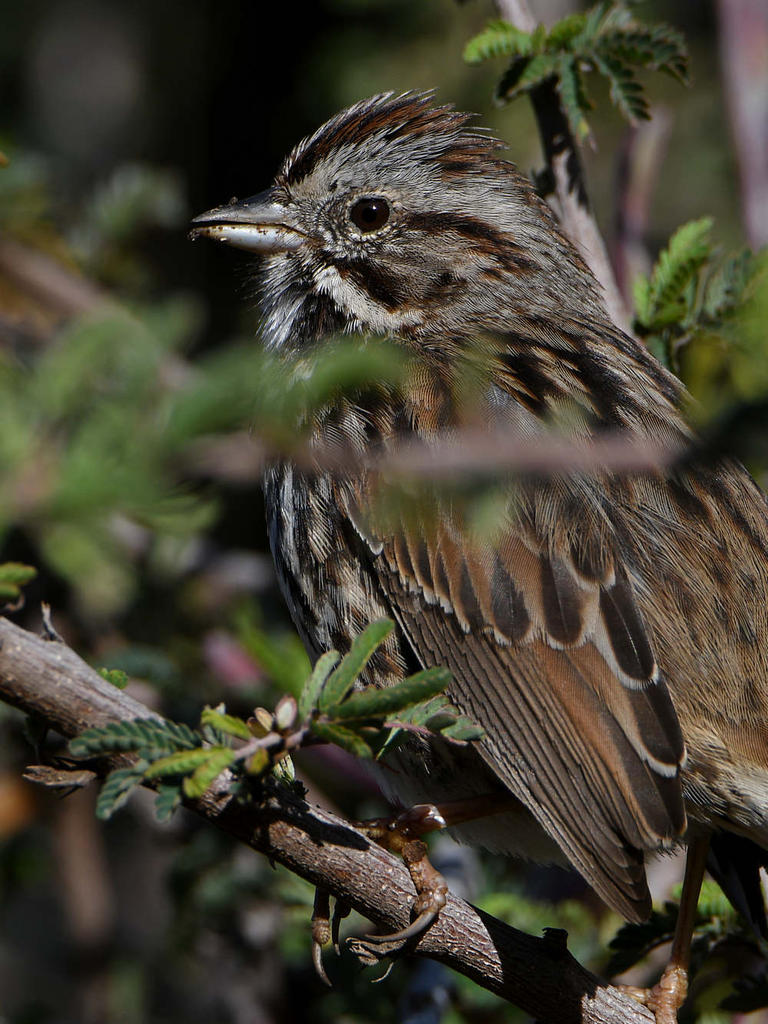 Sparrow2.jpg