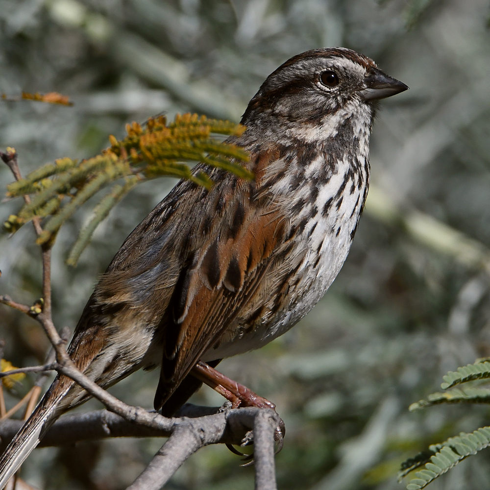 Sparrow2.jpg