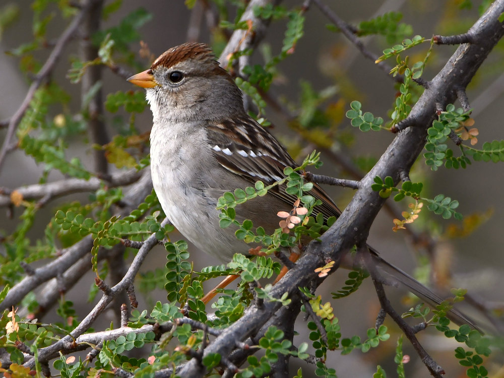 Sparrow2.jpg