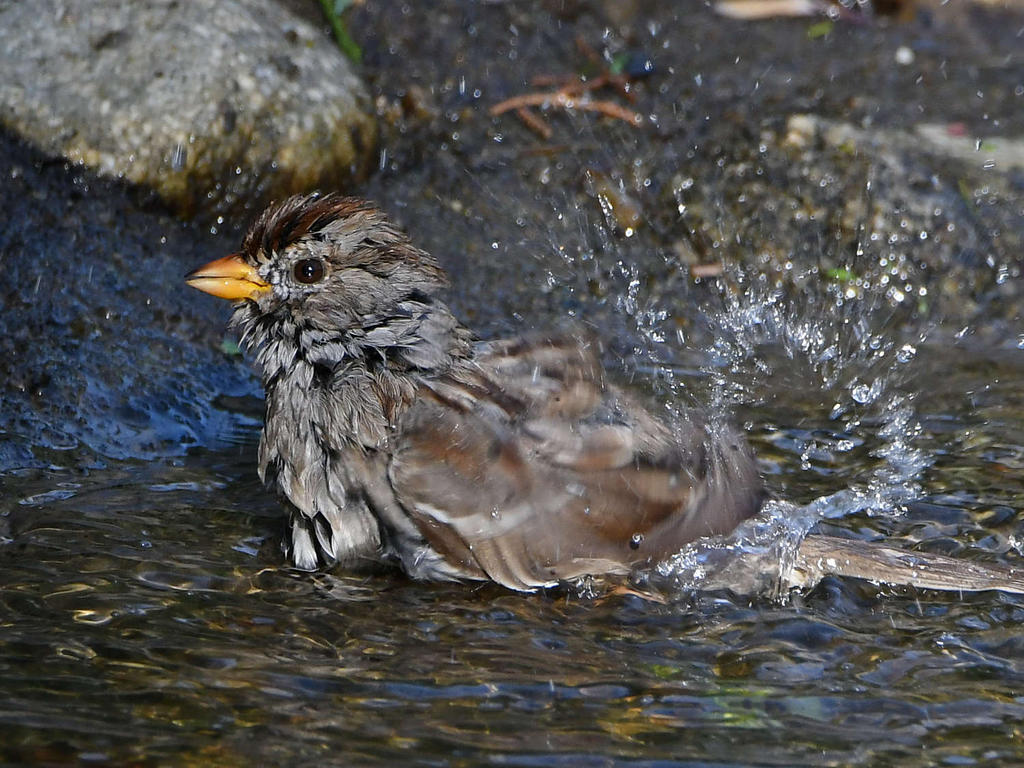 Sparrow2.jpg