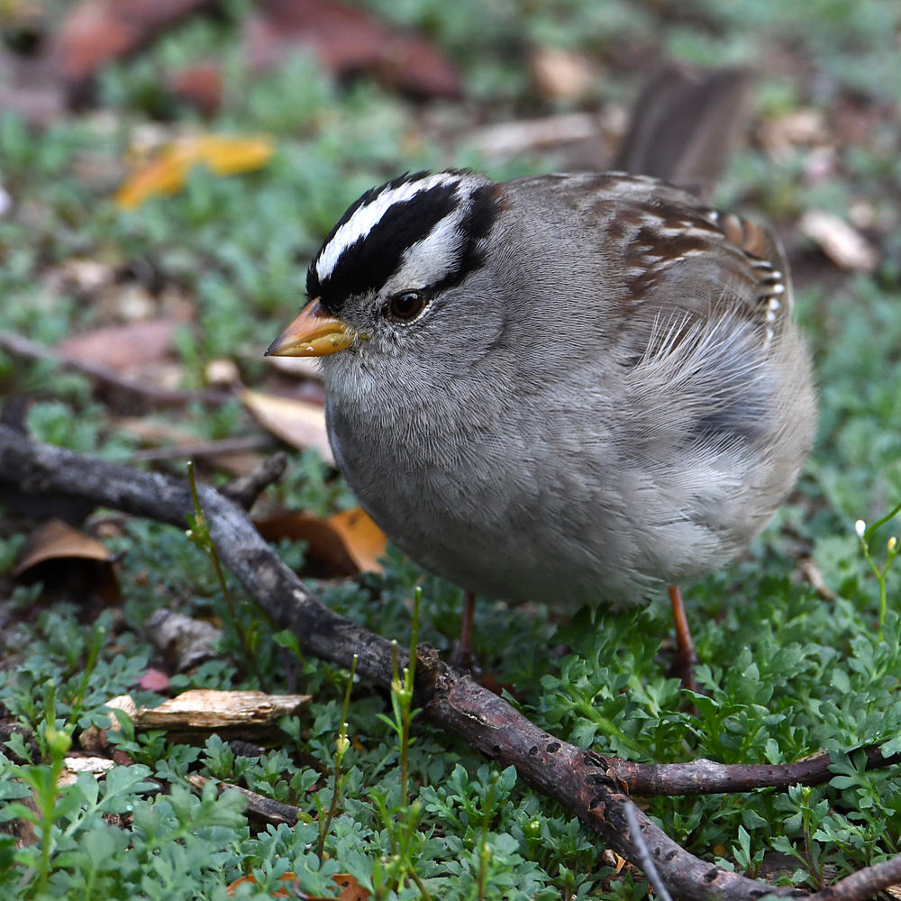 Sparrow2.jpg