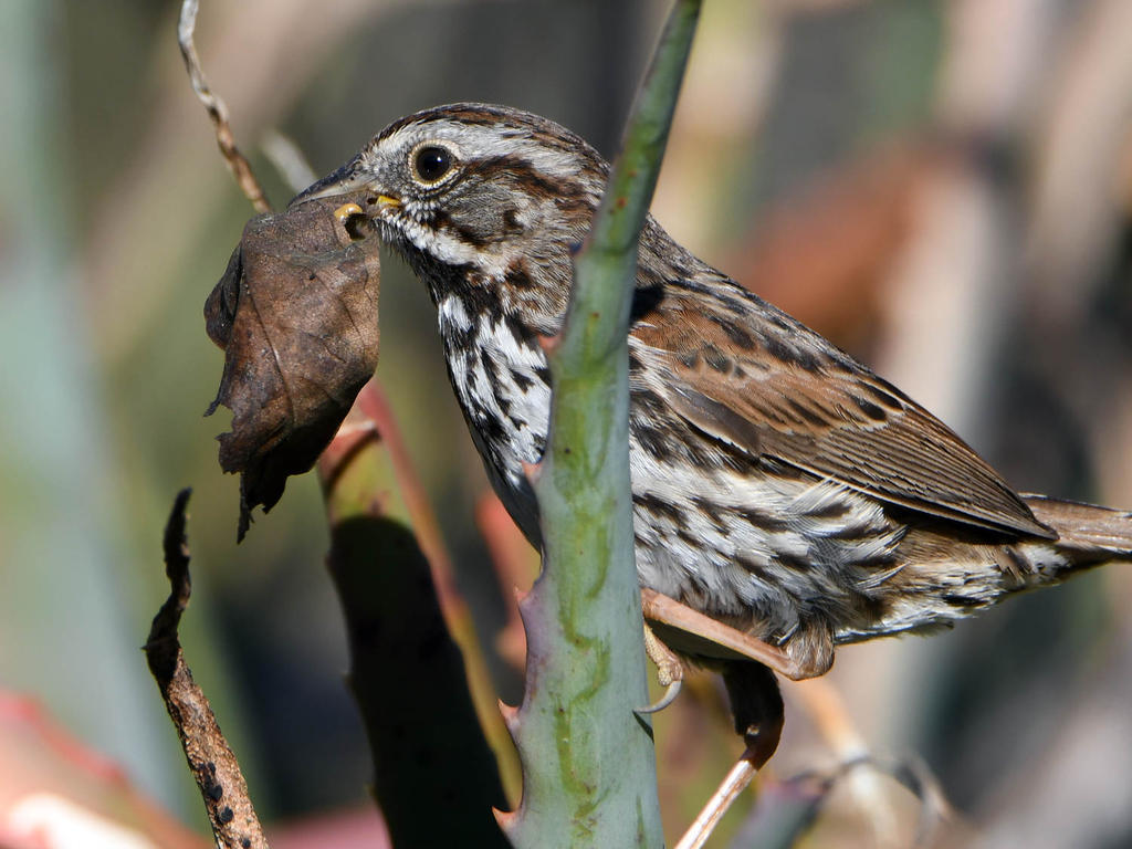 Sparrow2.jpg