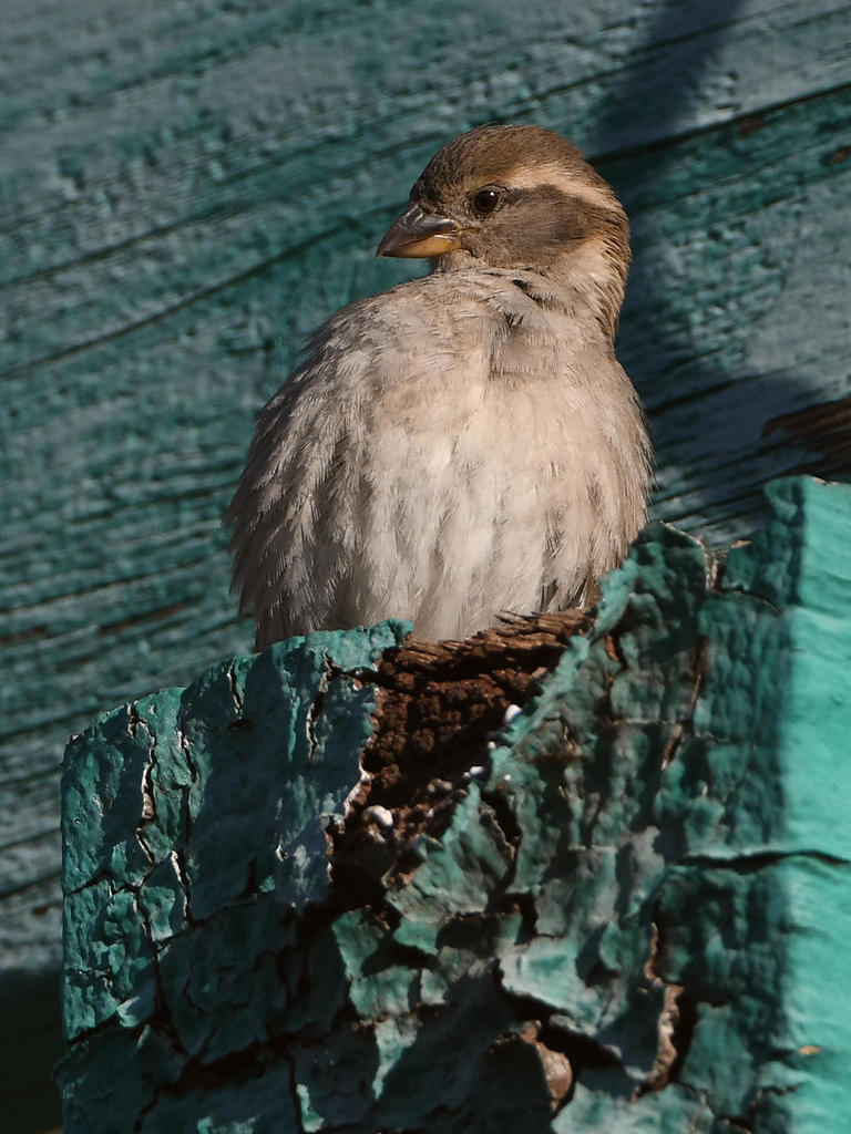 Sparrow2.jpg