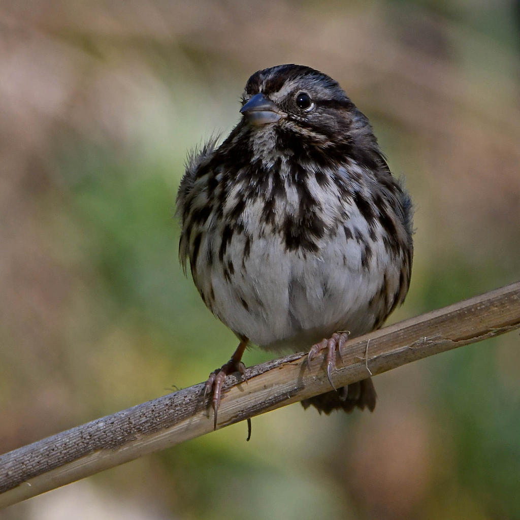 Sparrow2.jpg