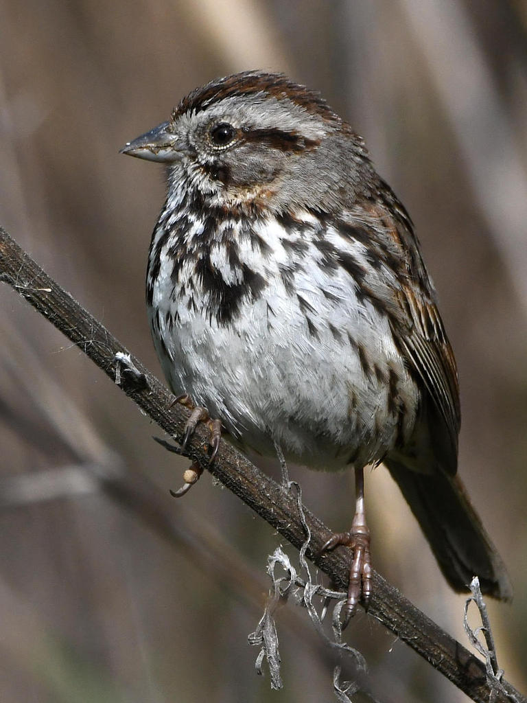 Sparrow2.jpg