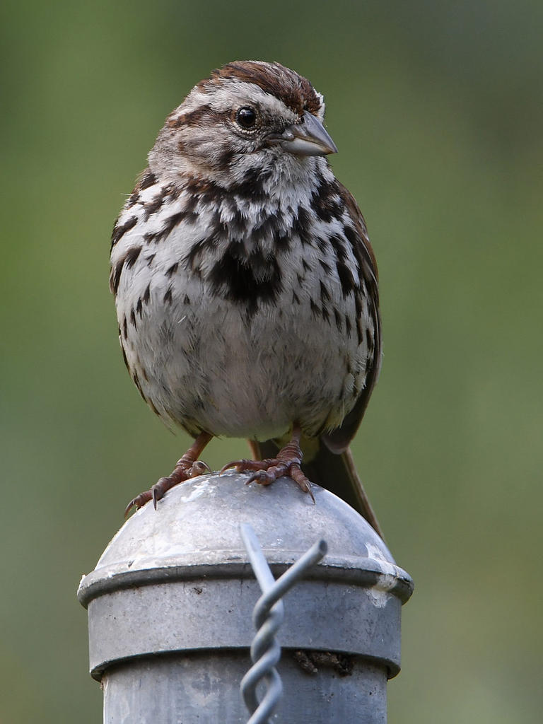 Sparrow2.jpg