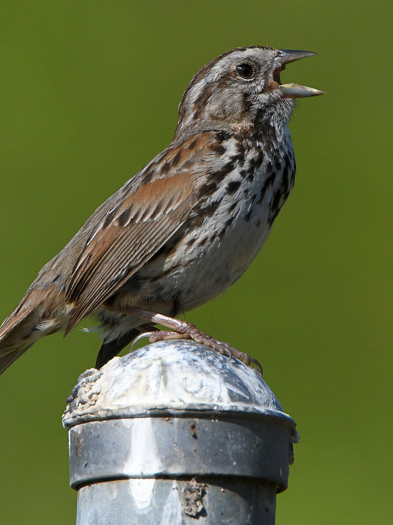 Sparrow2.jpg