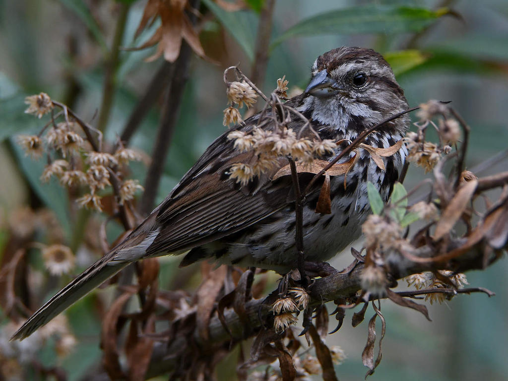 Sparrow2.jpg