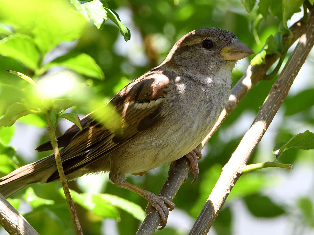 Sparrow2.jpg