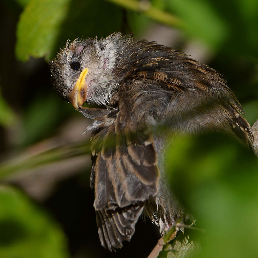 Sparrow2.jpg