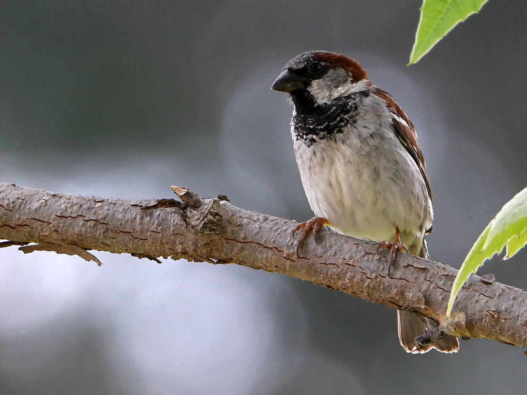 Sparrow2.jpg