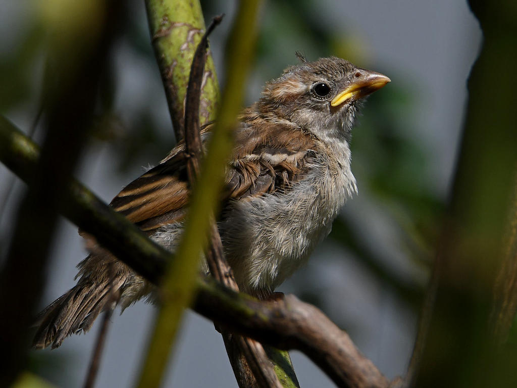 Sparrow2.jpg