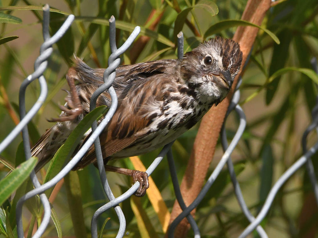 Sparrow2.jpg