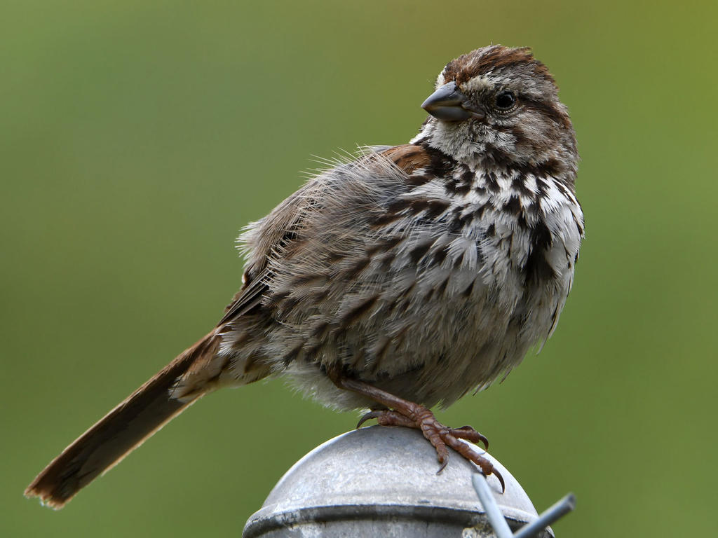 Sparrow2.jpg