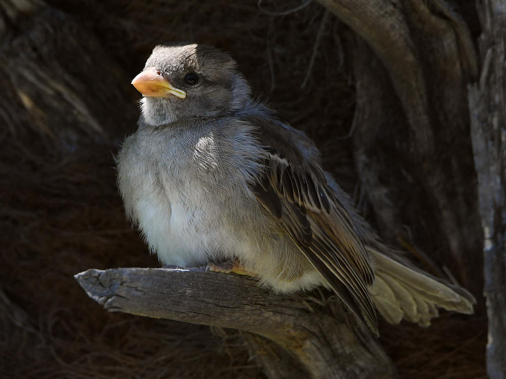 Sparrow2.jpg