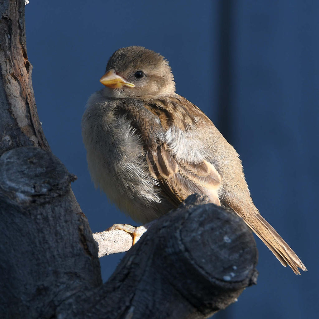 Sparrow2.jpg