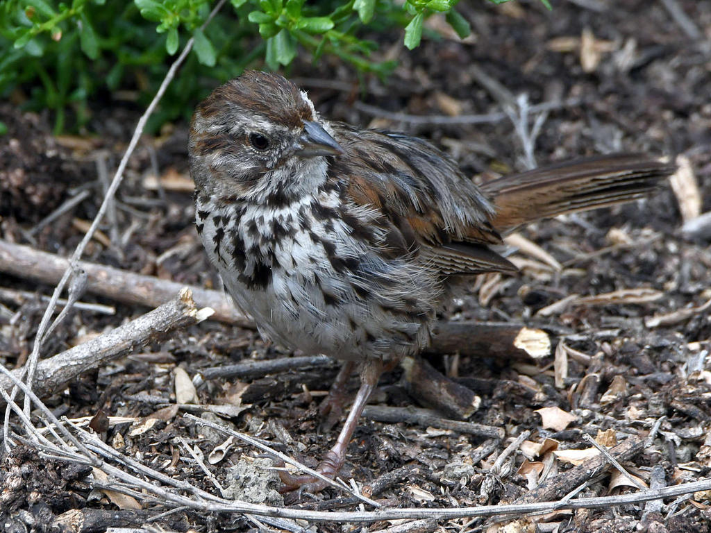 Sparrow2.jpg