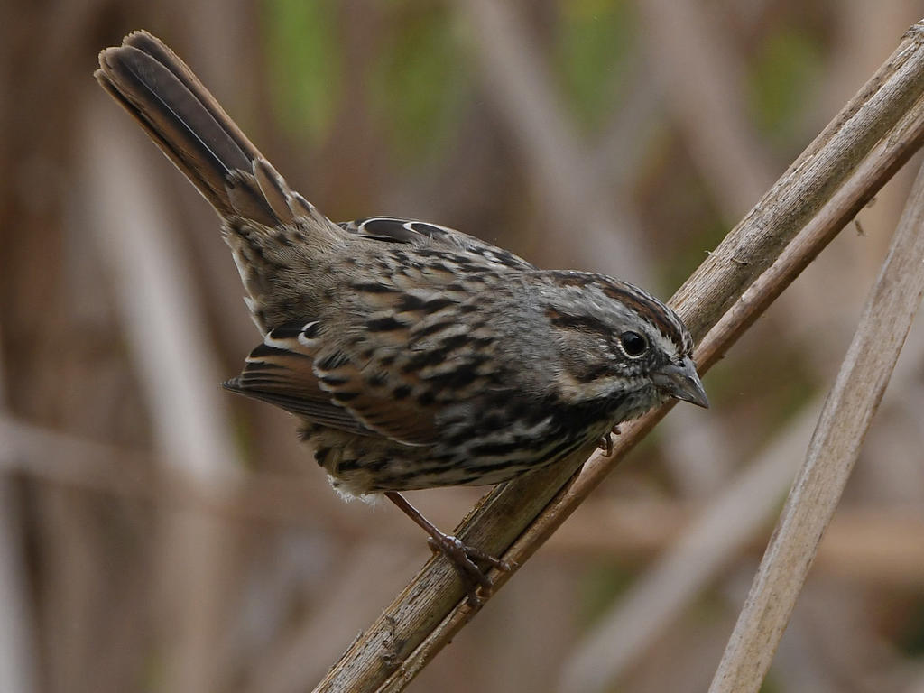 Sparrow2.jpg