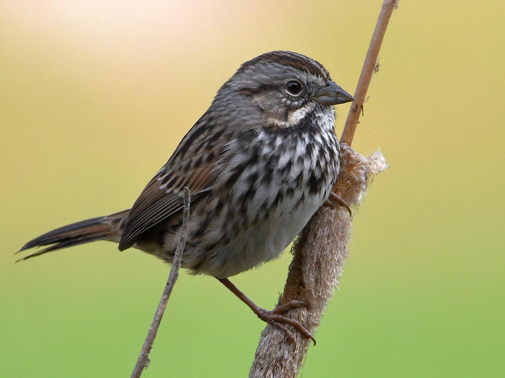 Sparrow2.jpg