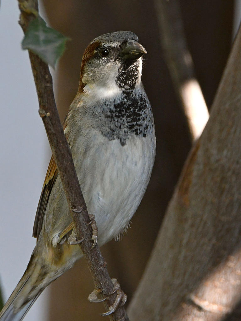 Sparrow2.jpg