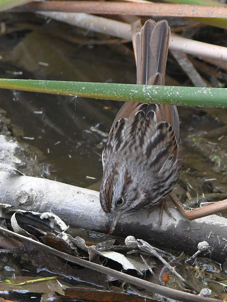 Sparrow2.jpg