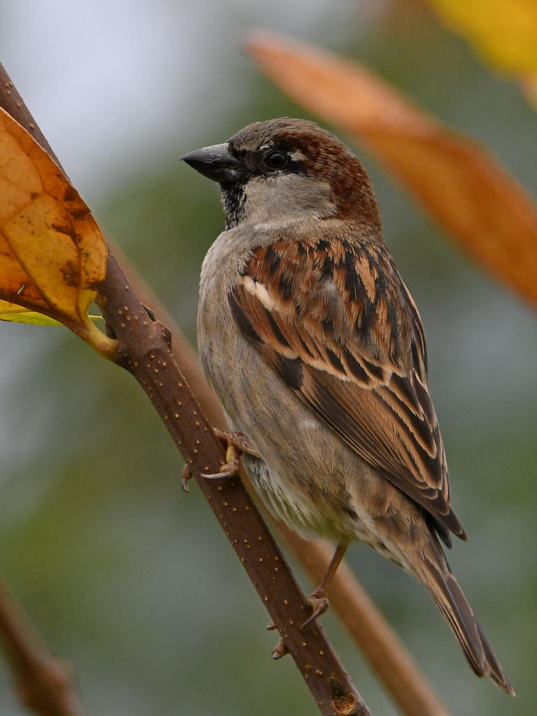 Sparrow2.jpg