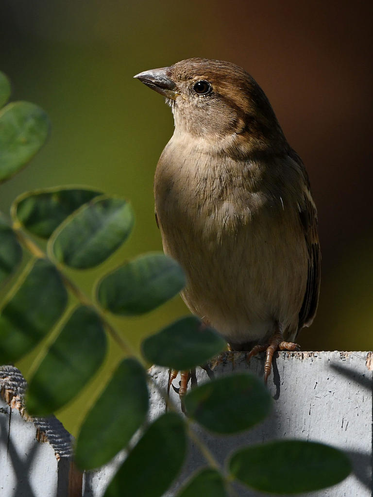 Sparrow2.jpg