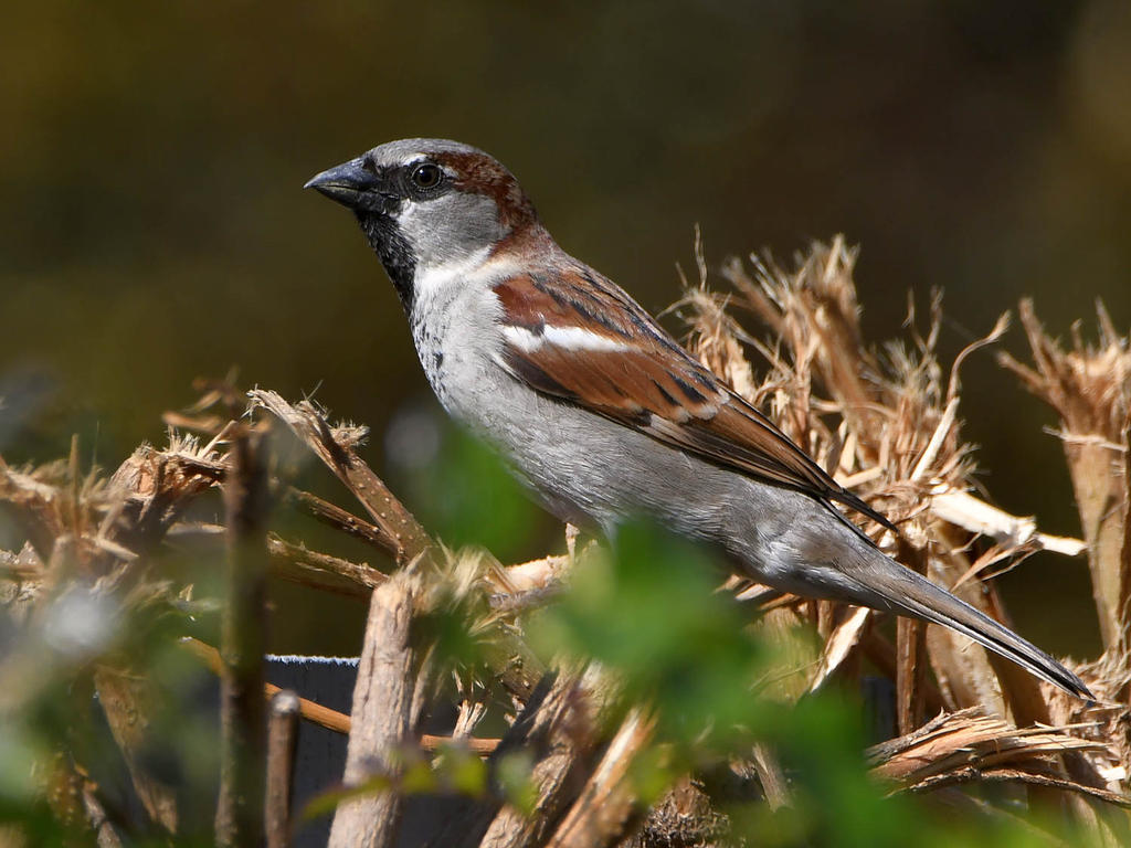 Sparrow2.jpg